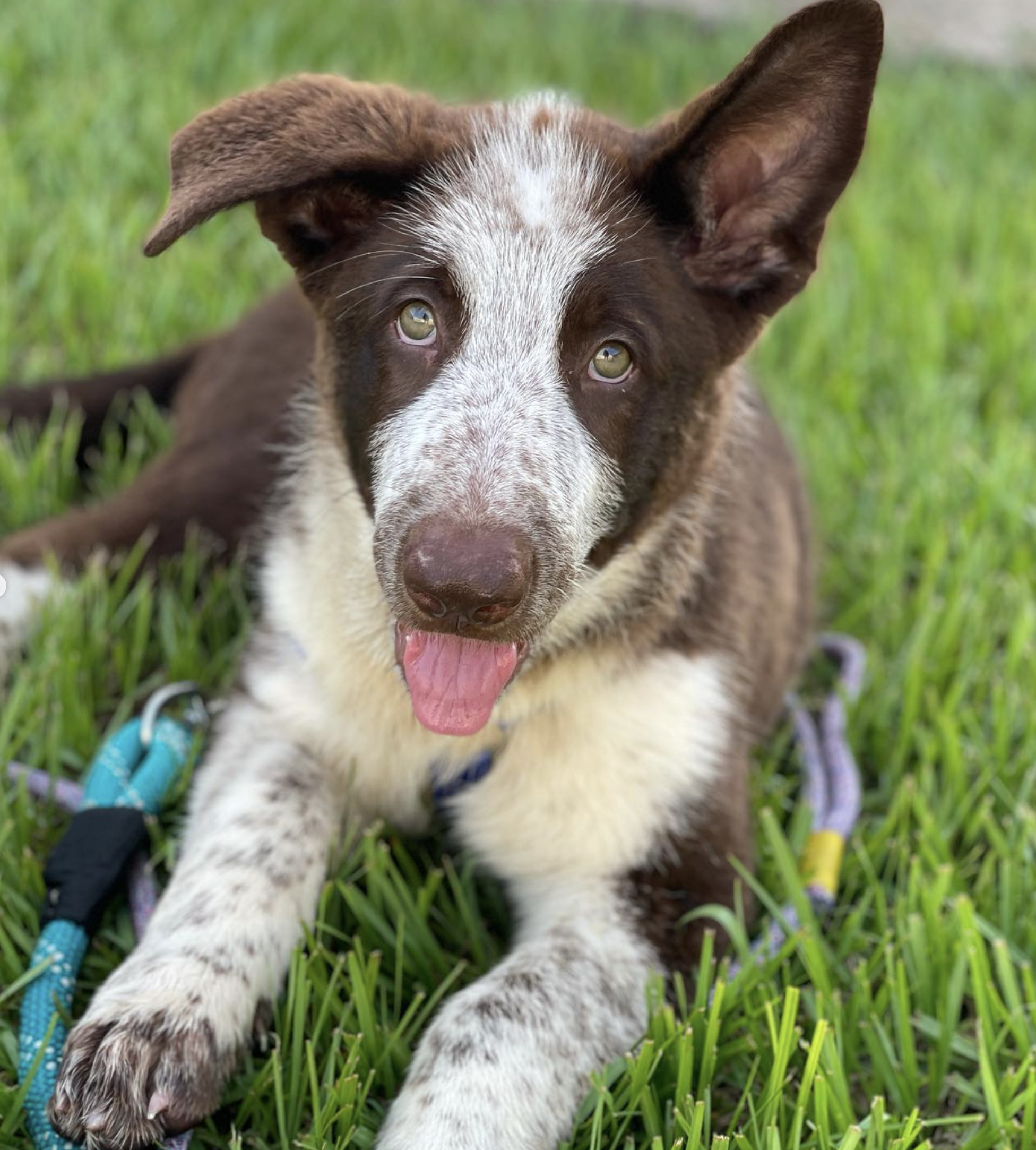 panda german shepherd